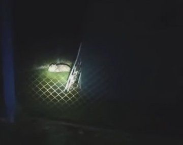 Alarma por un puma suelto en Moreno: aseguran que ya mató a varios animales