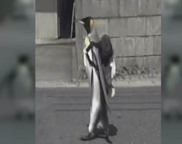 Porqué la pingüina Lala es furor en Japón&nbsp;