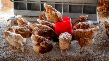 El 35% del pollo que se consume en Uruguay proviene de Brasil. El 35% del pollo que se consume en Uruguay proviene de Brasil.
