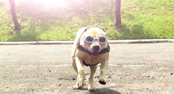 VIDEO: un perro que entrena para ser un superhéroe urbano