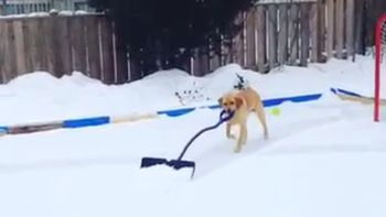 una perra quito la nieve de su patio una perra quito la nieve de su patio