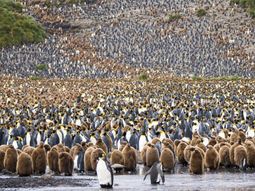 tragedia en la antartida: mueren 150 mil pingüinos por el desplazamiento de un iceberg tragedia en la antartida: mueren 150 mil pingüinos por el desplazamiento de un iceberg