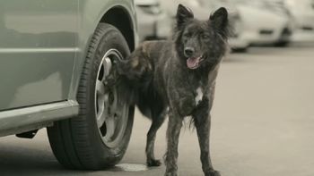 fin de un misterio: enterate por que los perros hacen pis en las ruedas de los autos fin de un misterio: enterate por que los perros hacen pis en las ruedas de los autos