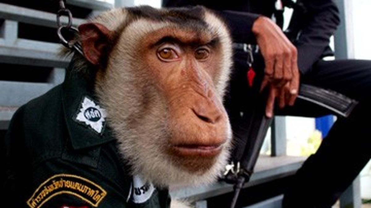 Policía adopta a mono, lo entrena y ahora es agente
