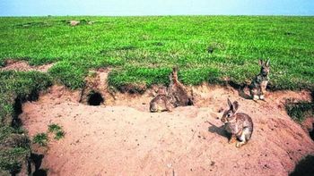 invasion de conejos europeos pone en peligro la ganaderia en neuquen invasion de conejos europeos pone en peligro la ganaderia en neuquen