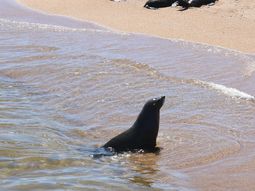 La expansión de la gripe aviar en lobos marinos es una situación que preocupa en Uruguay y en la región. La expansión de la gripe aviar en lobos marinos es una situación que preocupa en Uruguay y en la región.