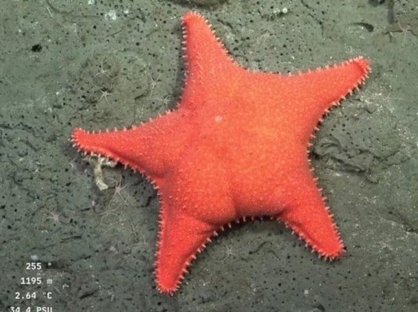Una fábrica de pastas creó sorrentinos con la forma de la estrella culona del CONICET
