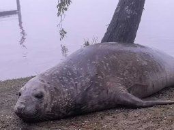 Escobar: buscan a una hembra de elefante marino para resguardarla Escobar: buscan a una hembra de elefante marino para resguardarla