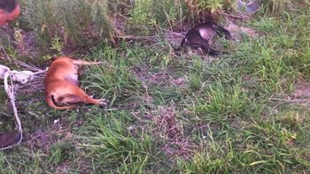 Así aparecieron los perros pitbulls muertos en Berisso. Así aparecieron los perros pitbulls muertos en Berisso.