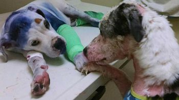 amigos para siempre: dos perros maltratados, unidos en su recuperacion amigos para siempre: dos perros maltratados, unidos en su recuperacion