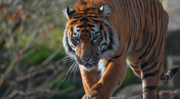 Salen a la luz imágenes de un extraño tigre negro: quedan apenas 10 ejemplares
