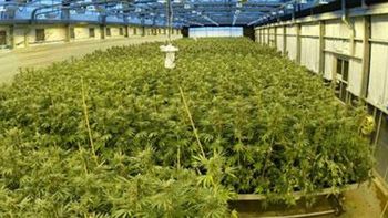 detuvieron a un argentino en uruguay por tener 130 plantas de marihuana detuvieron a un argentino en uruguay por tener 130 plantas de marihuana