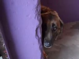 Perro maltratado