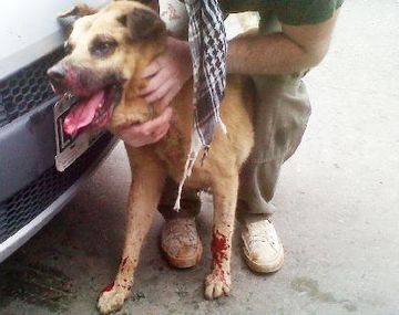 Alumnos le vuelan la boca a un perro con un petardo