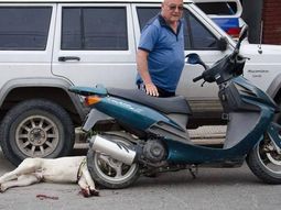 arrastro al perro hasta dejarlo moribundo arrastro al perro hasta dejarlo moribundo