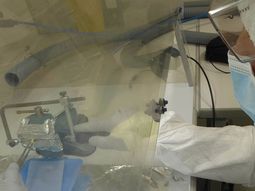 Científicos del CONICET descubrieron un linaje genético propio de Argentina Científicos del CONICET descubrieron un linaje genético propio de Argentina