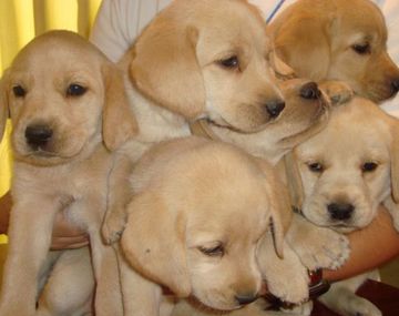 Roban 15 cachorros de razas costosas de una veterinaria