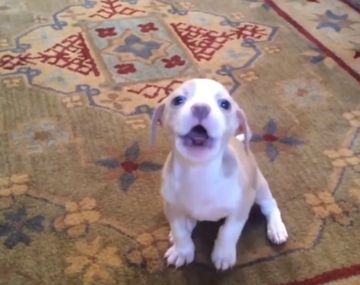 Estos perros ladran de una manera muy particular