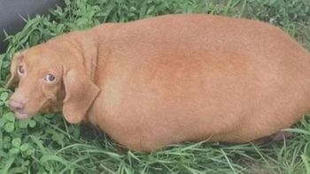 Foto: ABC News Foto: ABC News