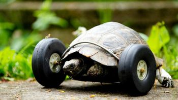 una tortuga se mueve gracias a unas ruedas una tortuga se mueve gracias a unas ruedas