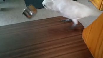 video: eric, la cotorra que se enfurece cuando le dan de comer brocoli video: eric, la cotorra que se enfurece cuando le dan de comer brocoli