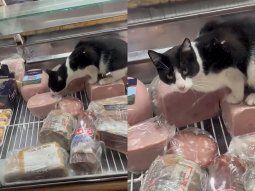 Gato come jamón en la vidriera y clausuran el local