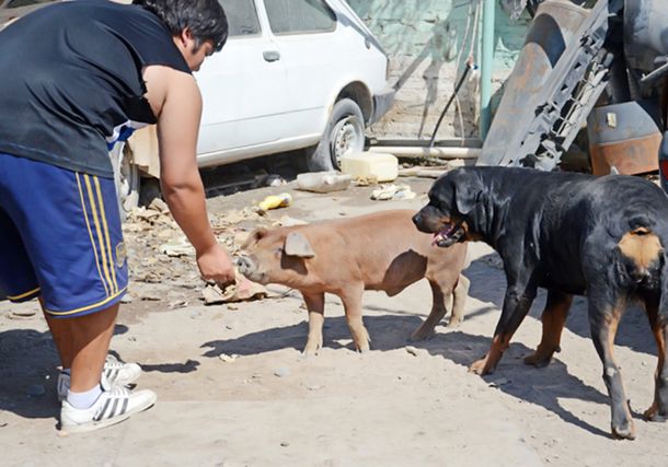 Neuquén: todo un barrio movilizado con la misión de salvar a un chancho