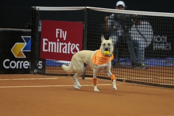 Vuelven los perros alcanzapelotas a las canchas de tenis