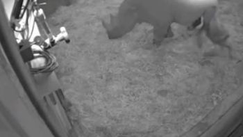 graban el nacimiento de un rinoceronte negro en un zoologico de gran bretana graban el nacimiento de un rinoceronte negro en un zoologico de gran bretana