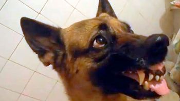 los extranos cambios de animo de un perro con su dueno los extranos cambios de animo de un perro con su dueno