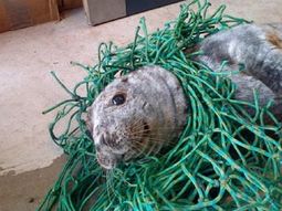 Rescataron a una foca atrapada en una red de pesca