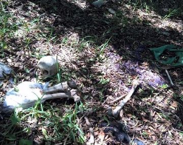 Una familia halló los huesos