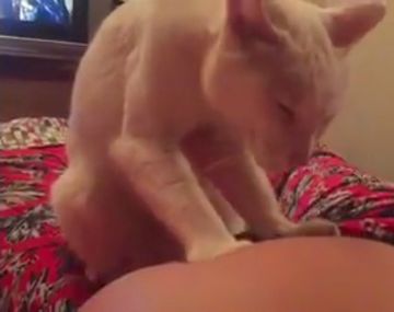 Un gato le hace mimos a la panza de una embarazada y es pura ternura