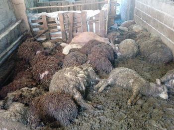 Salvaje matanza de animales: una jauría descuartizó dos rebaños de ovejas y cabras