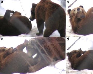 Descubren que los osos comparten un hábito sexual con los humanos
