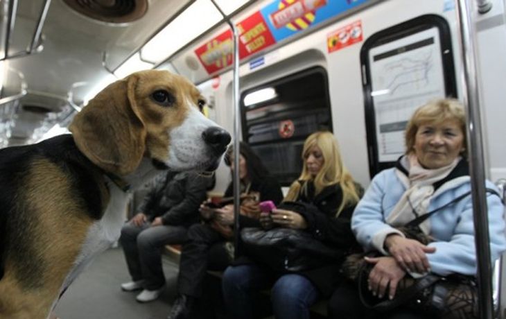 Evalúan que las mascotas puedan viajar en el subte