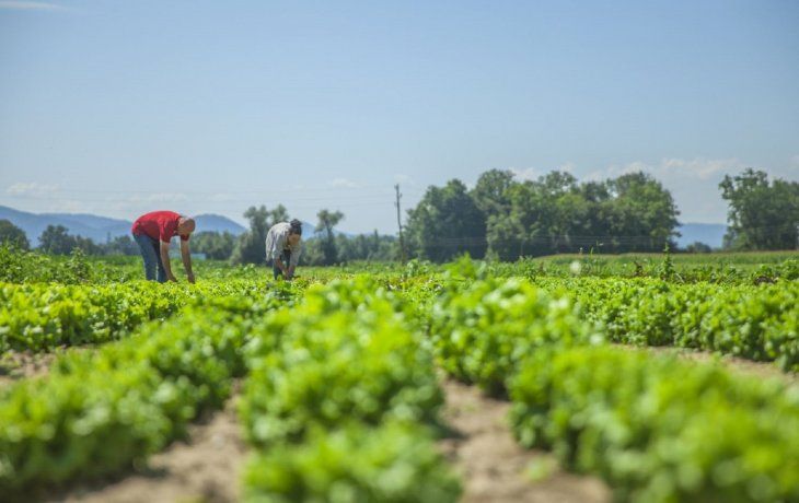 El Gobierno analiza crear una Empresa Nacional de Alimentos para bajar la inflación