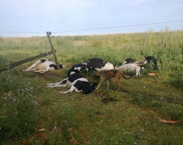 Cayó otro rayo: ahora en 9 de Julio y mató a seis vacas