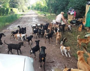 Rescataron a los 120 perros y sus dueñas recibirán ayuda psicológica