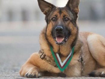 Condecoran con todos los honores a una perra de tres patas que sirvió en la guerra