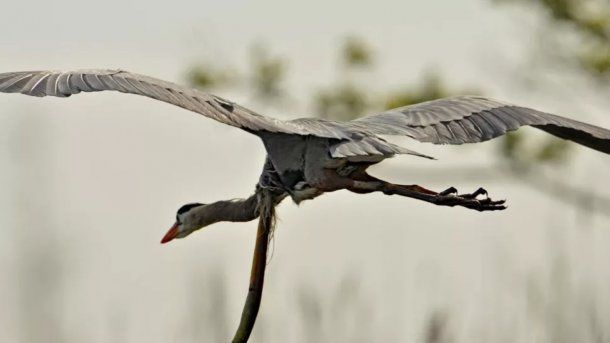 No es imposible que la garza haya sobrevivido. Crédito: Sam Davis