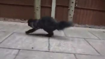 Caffrey, el gato bípedo Caffrey, el gato bípedo