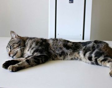 Trooper, el único gato que sobrevivió