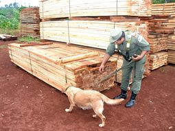 Secuestran más de 2.800 kilos de marihuana ocultos en Misiones