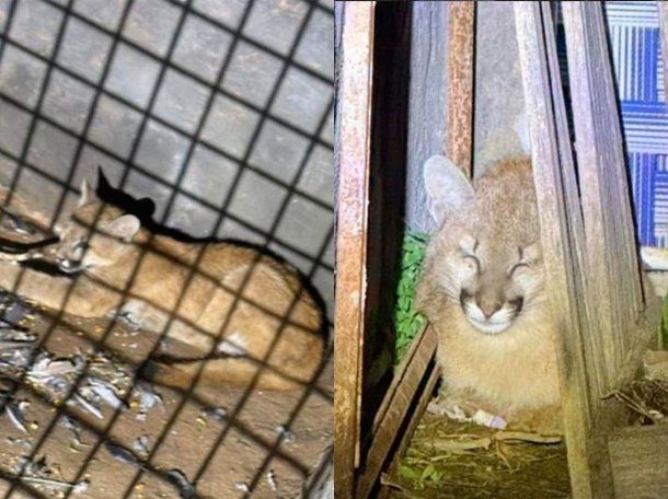 Rescataron a un cachorro de puma que estaba descansando en el patio de una casa de Santiago del Estero