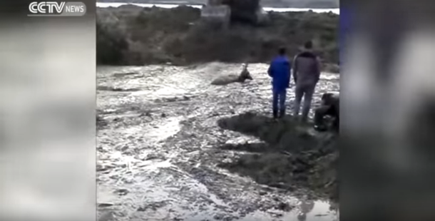 Rescatan a un ciervo que estaba atrapado con una pala excavadora