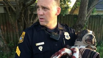 emotivo rescate de una perra atada en las vias emotivo rescate de una perra atada en las vias