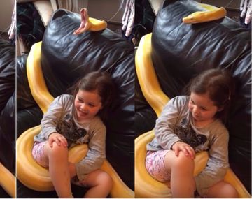 Dejó a su hija con una pitón en el sofá