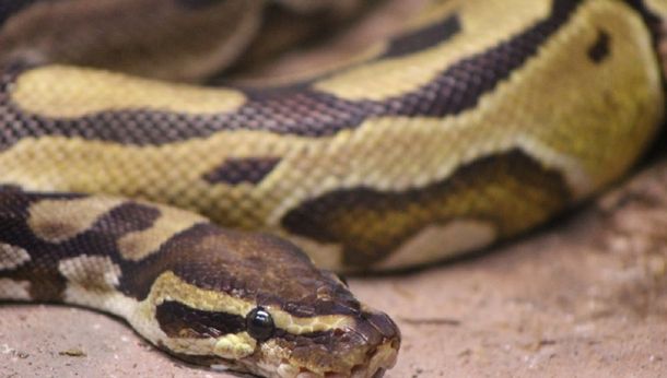 ¡Insólito! Robó una pitón de más de un metro y la escondió en sus pantalones
