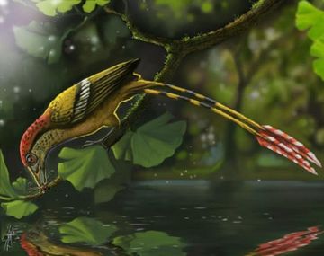 Así era un colibrí en Era Mesozoica